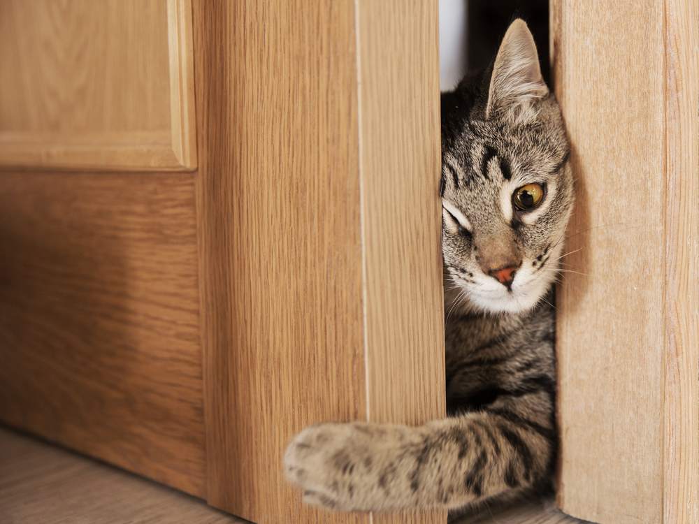 chat gris essayant de grimper par la porte