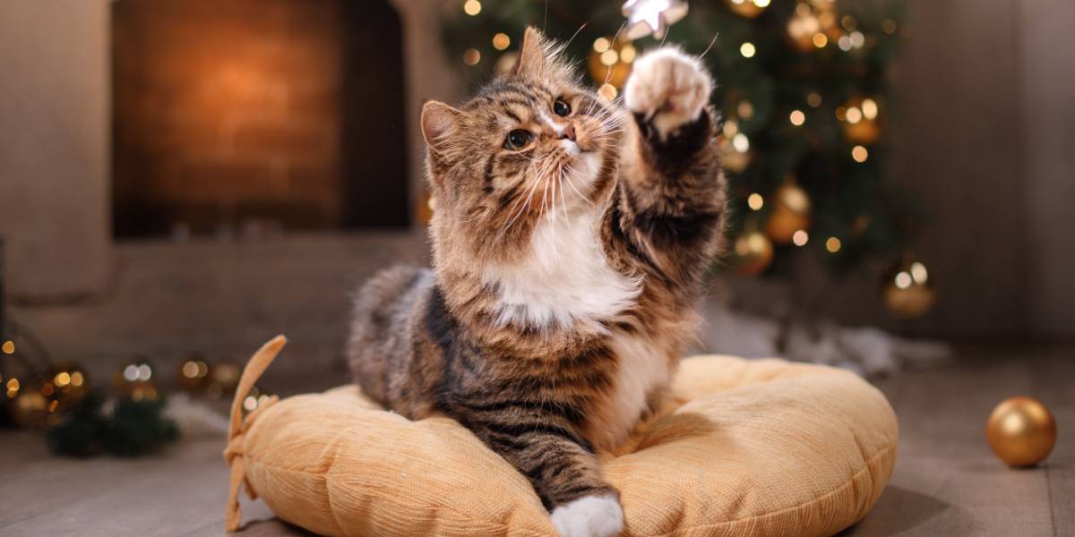 chat tigré jouant à la décoration de Noël