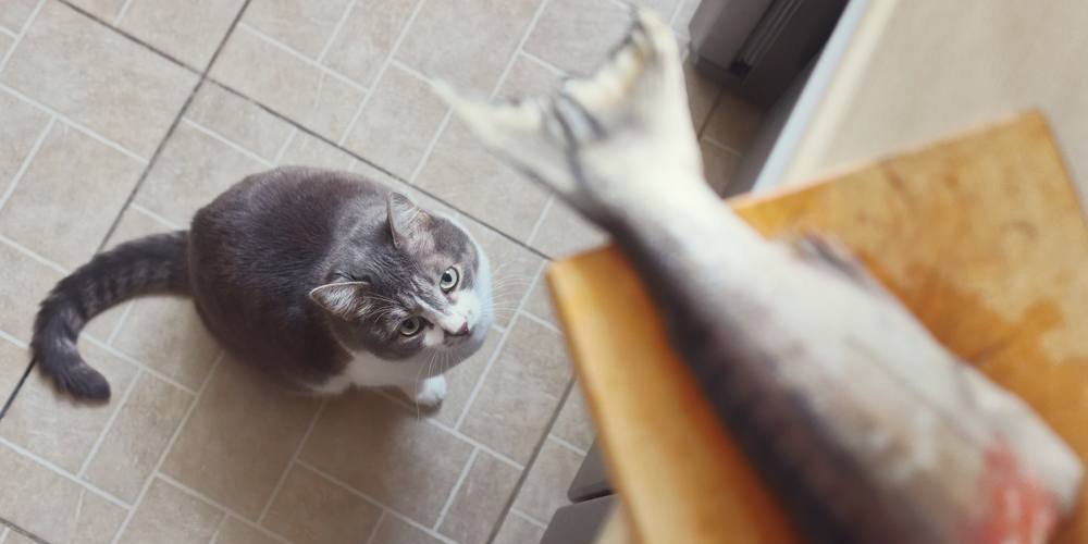 Un chat regarde avec curiosité une queue de poisson sur le comptoir de la cuisine