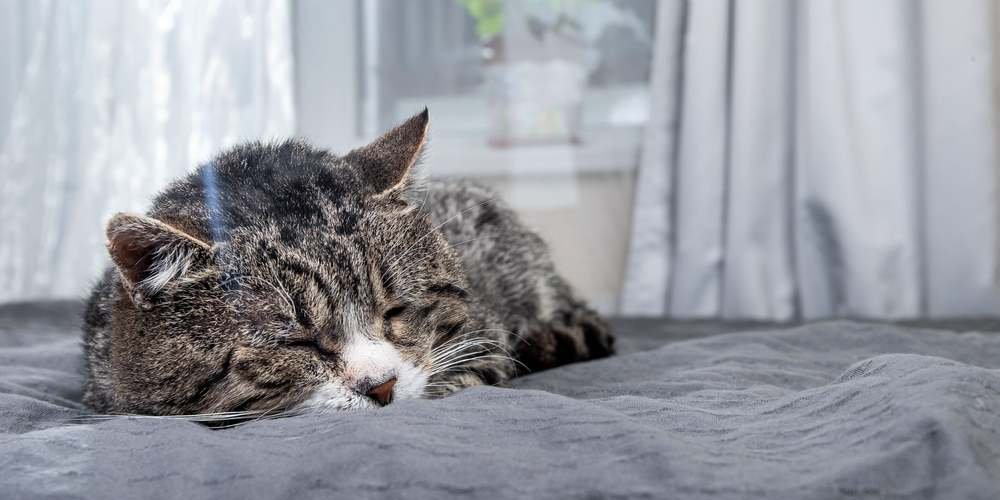 Un vieux chat tigré dormant sur un lit moelleux devant une fenêtre.