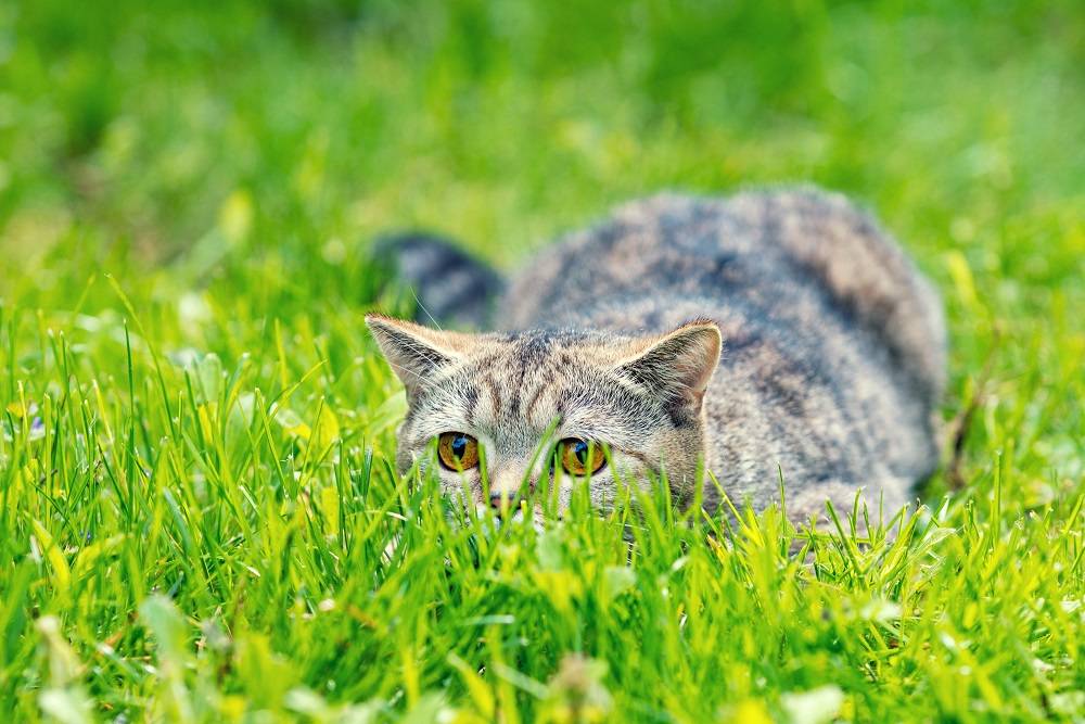 Chat caché dans l'herbe