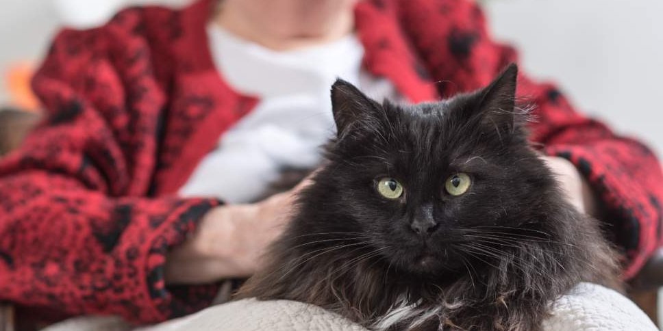 Gros plan d'un chat gris caressé par une femme âgée en arrière-plan.