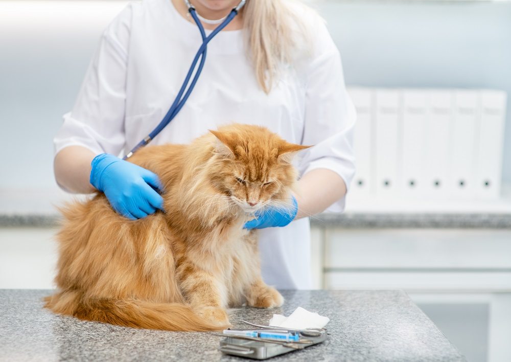 Une vétérinaire aux longs cheveux blonds portant des gants bleus examine un chat orange aux poils longs avec un stéthoscope.