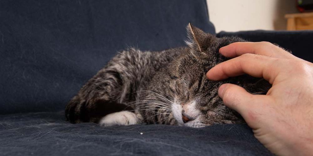 Gros plan d'un vieux chat gris endormi sur un canapé bleu et se faisant gratter la tête par une main humaine.