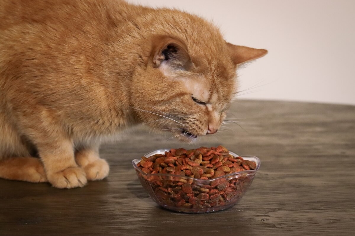 Ingrédients douteux à éviter dans les aliments pour chats