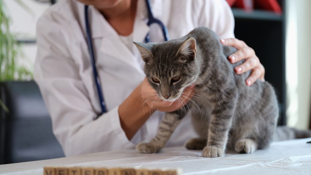 Gros plan d'un chat tigré gris examiné par une vétérinaire portant une blouse blanche et un stéthoscope.