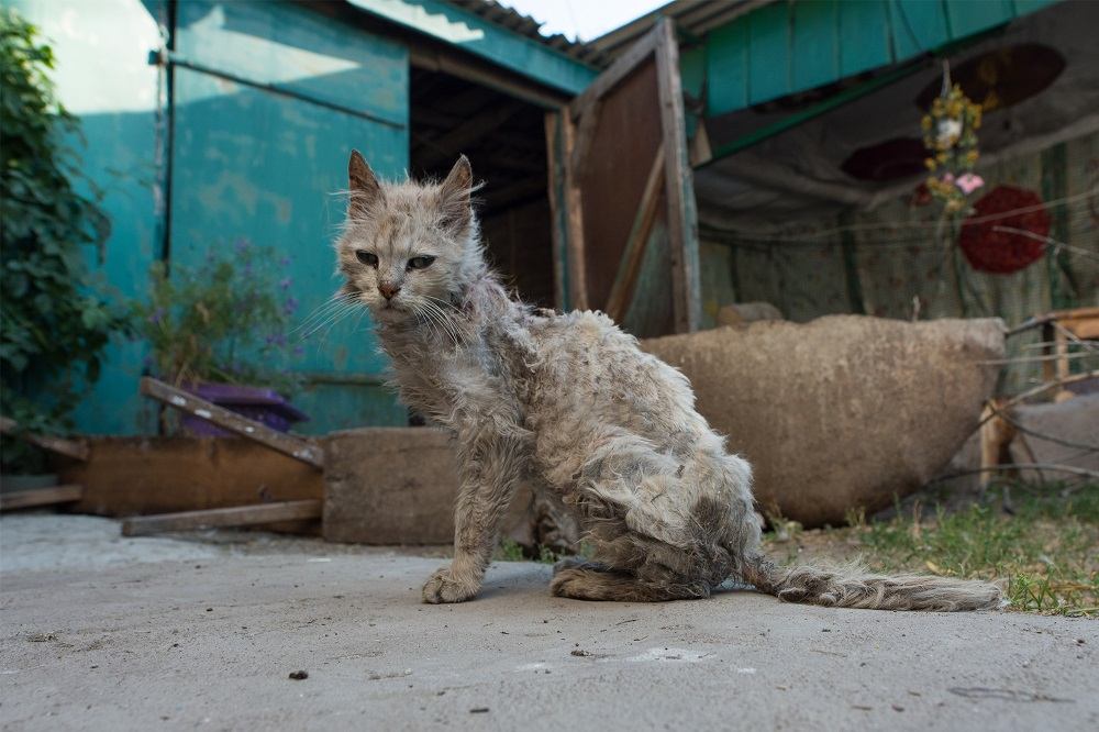 Un chat gris très maigre avec un pelage médiocre, assis à l'extérieur d'un bâtiment bleu avec un toit en tôle ondulée.