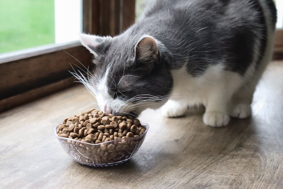 Comment conserver la nourriture pour chat fraîche plus longtemps