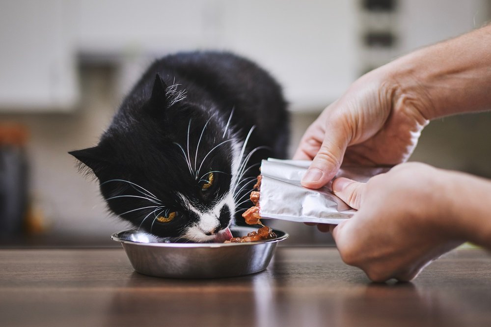 Propriétaire donnant de la nourriture à son chat à partir d'un sachet.