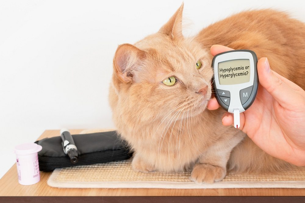 Gros plan d'un chat orange regardant hors caméra à côté d'une main humaine tenant un lecteur de glycémie/glucomètre