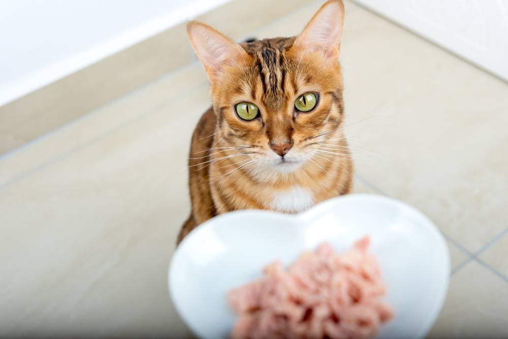 Un chat évalue son nouveau bol de nourriture humide