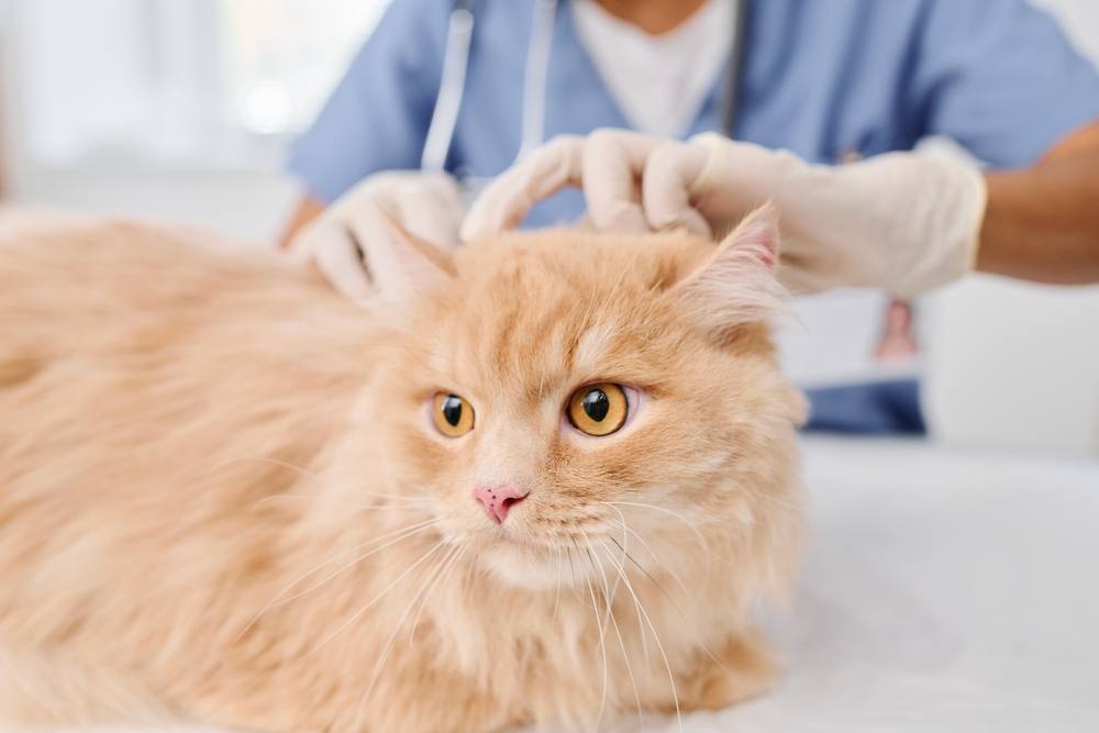 Vétérinaire vérifiant la santé de la peau d'un chat roux duveteux