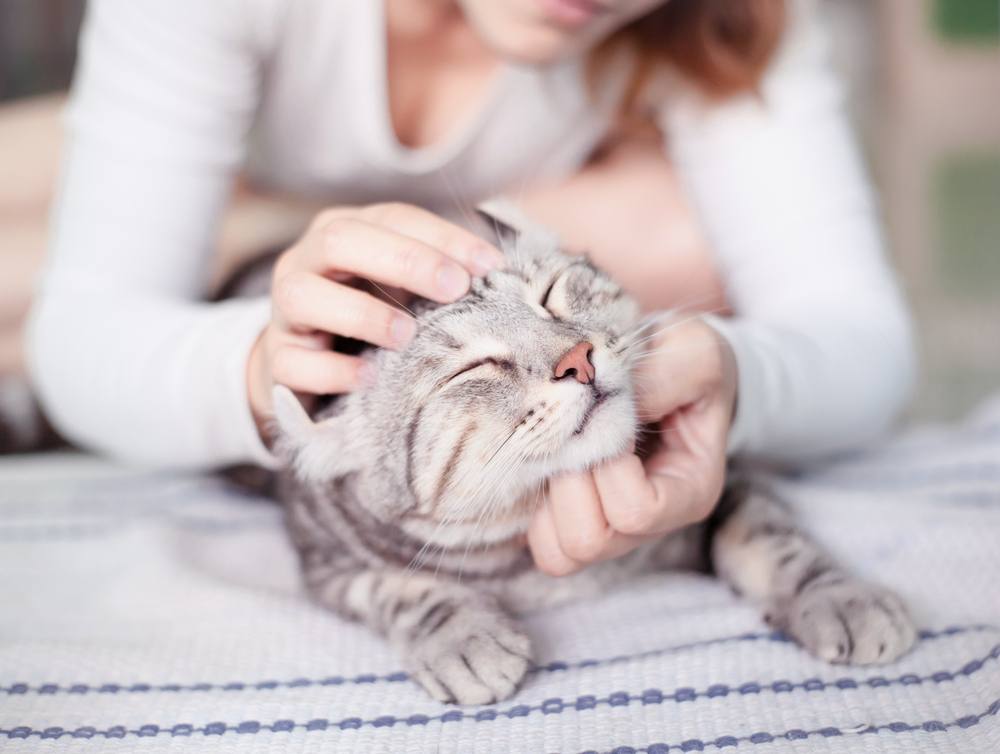 Femme caressant un chat tabby argenté