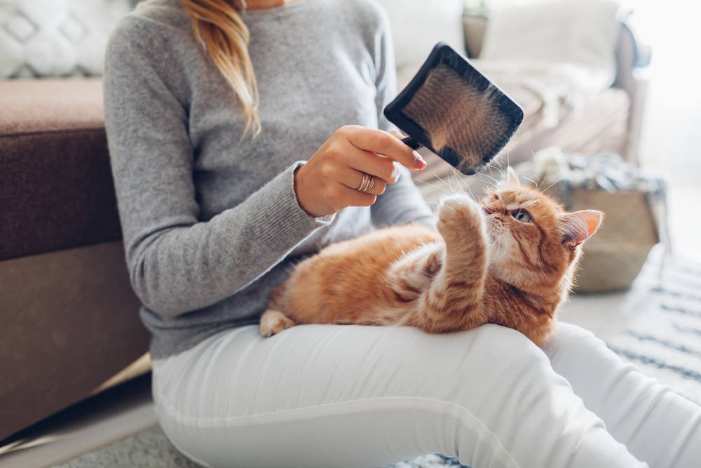 Femmes peignant un chat roux à la maison avec une brosse