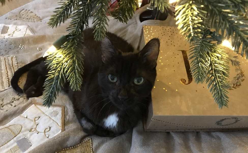 chat noir sous le sapin de Noël