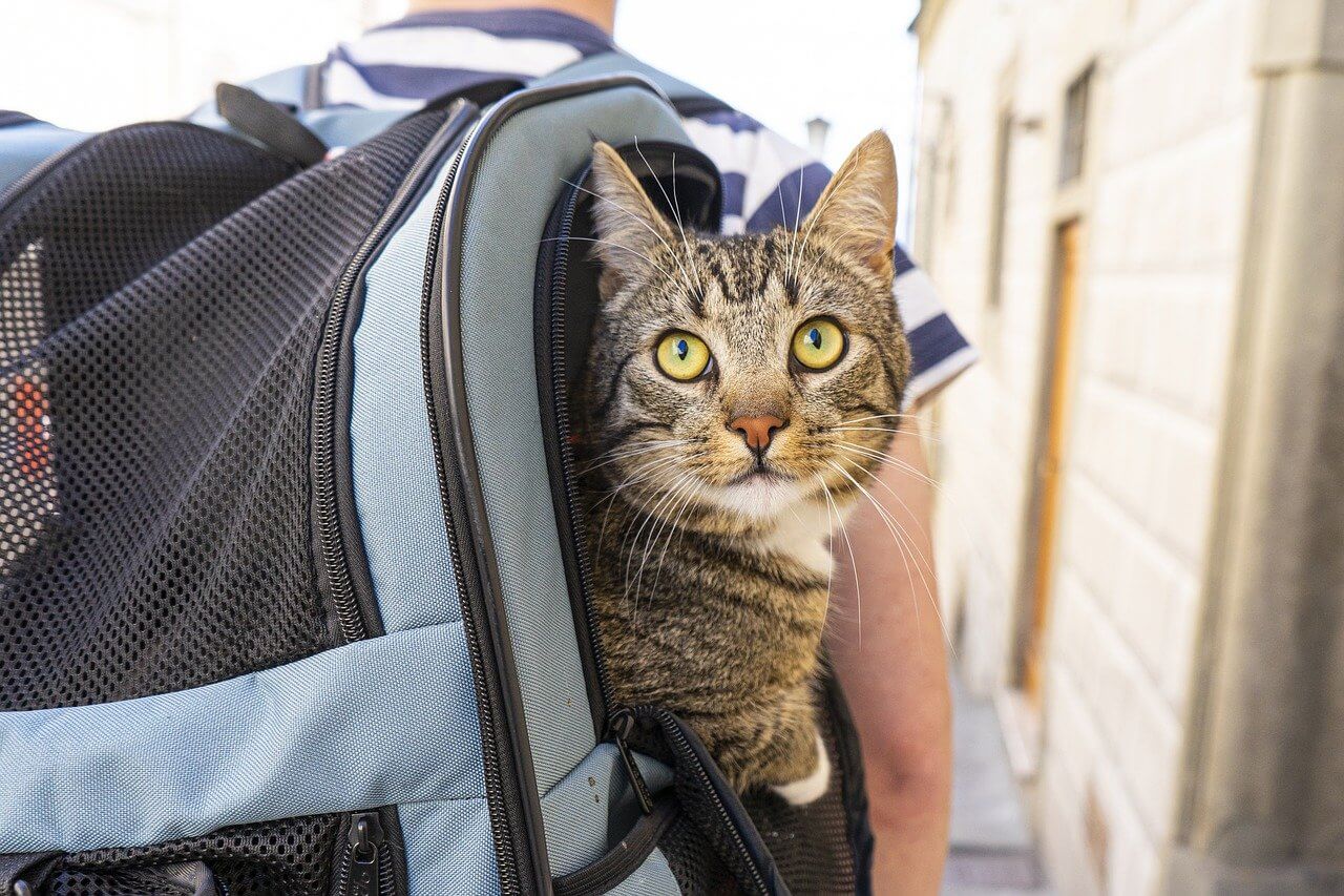 voyage avec chat