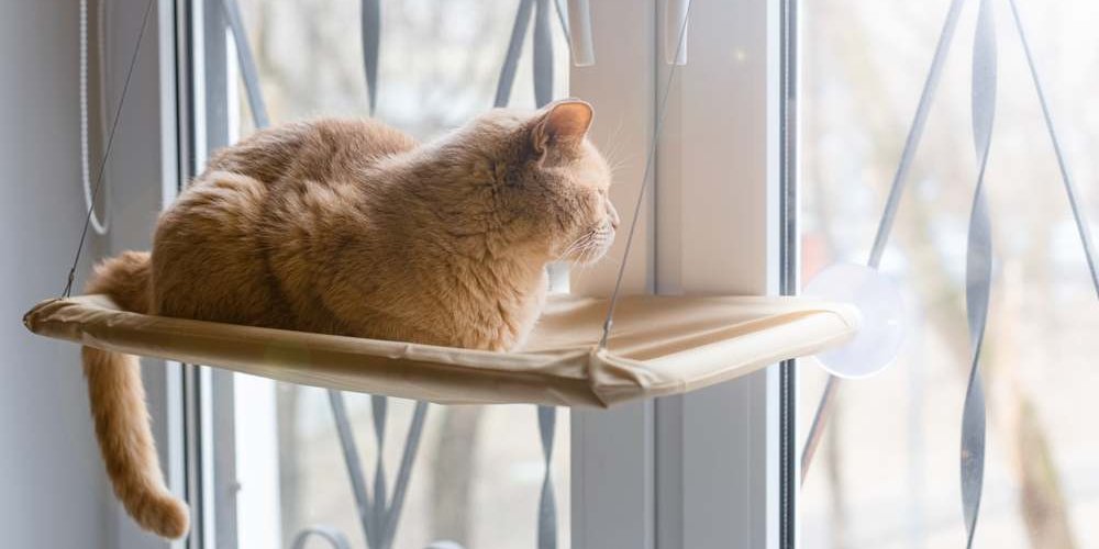 Un chat orange assis sur un perchoir de fenêtre regardant dehors.