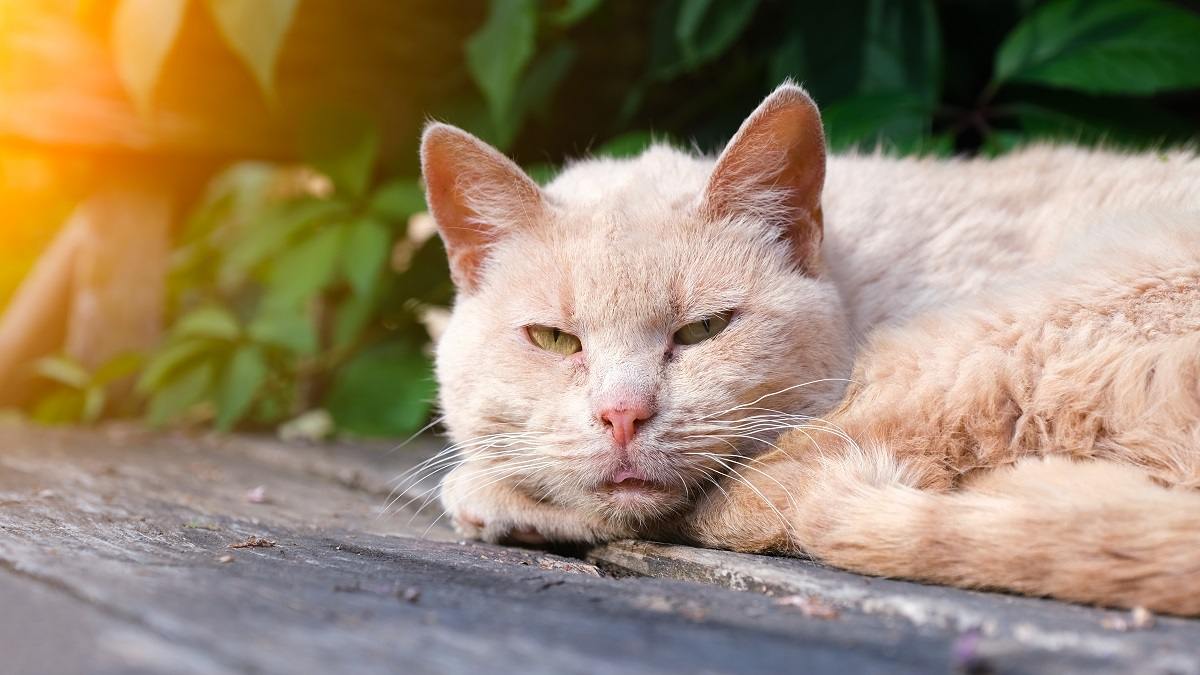 Gros plan d'un chat de couleur crème recroquevillé et reposant avec les yeux ouverts sur un porche ou une terrasse extérieure au soleil.