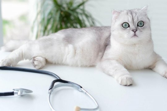 L'examen annuel de bien-être des chats : ce qui se passe, à quoi s'attendre et combien cela coûte