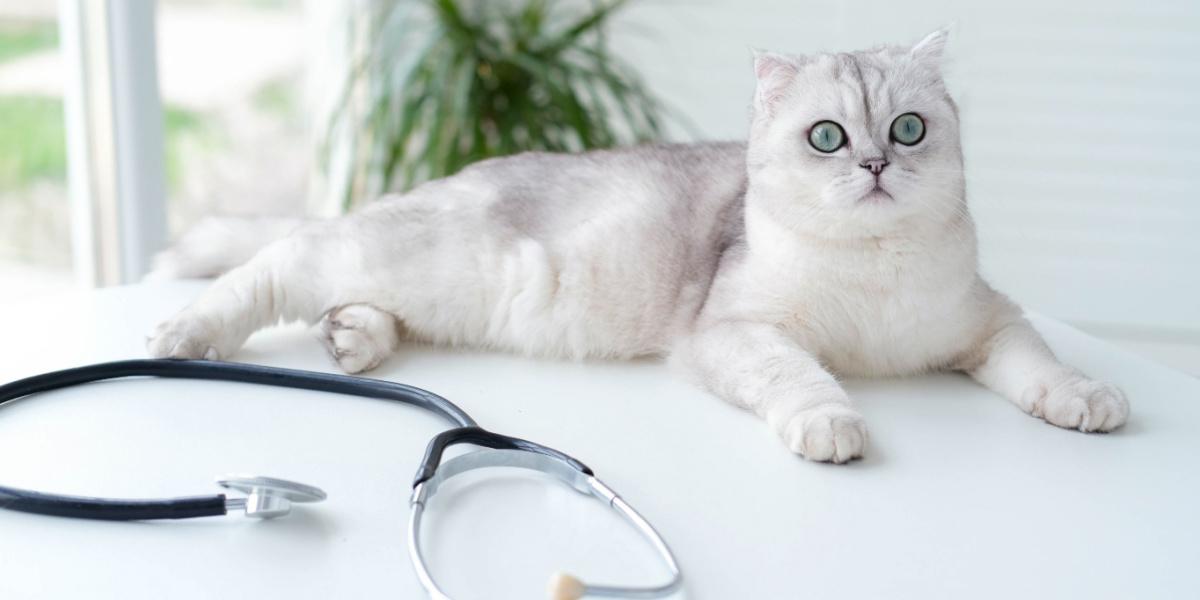 Un Scottish Fold blanc et gris allongé assis sur une table avec un stéthoscope au premier plan.