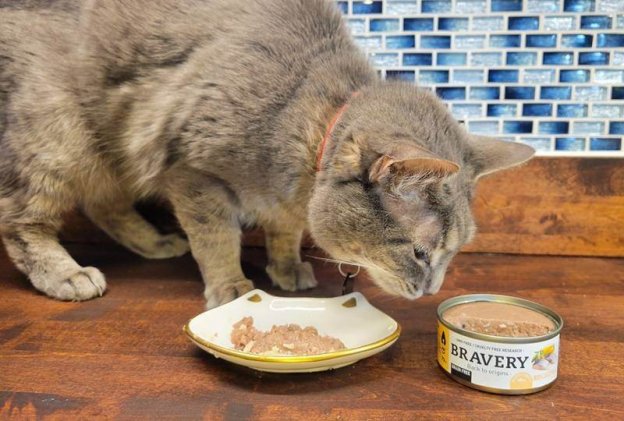 Chat essayant de voler de la nourriture.