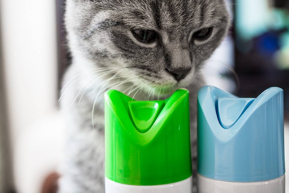 Un chat renifle un cylindre de désodorisant. Deux cylindres avec des bouchons bleu et vert. Gros plan.