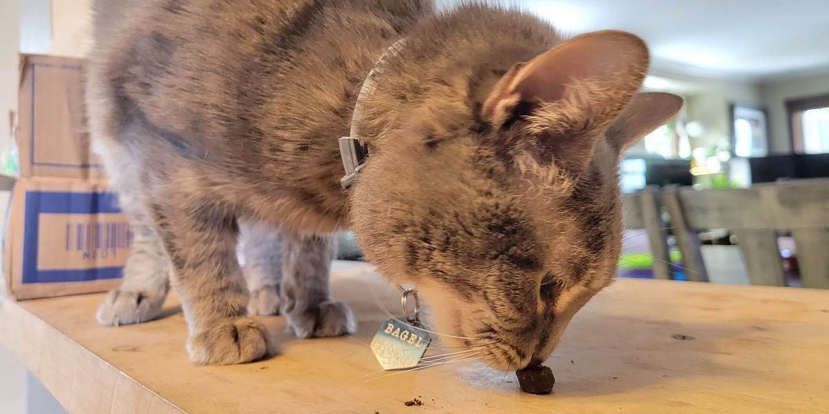 Chat gris sentant une friandise sur le comptoir.