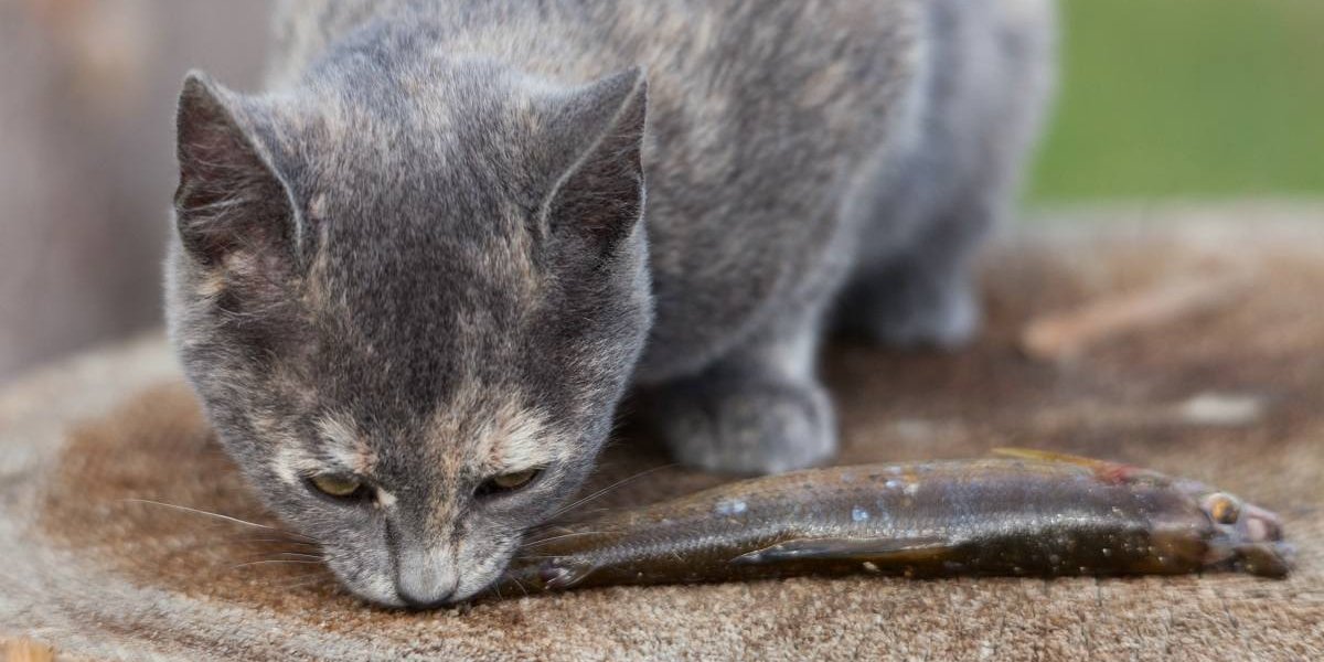 Un chat tigré gris grignote un petit poisson.