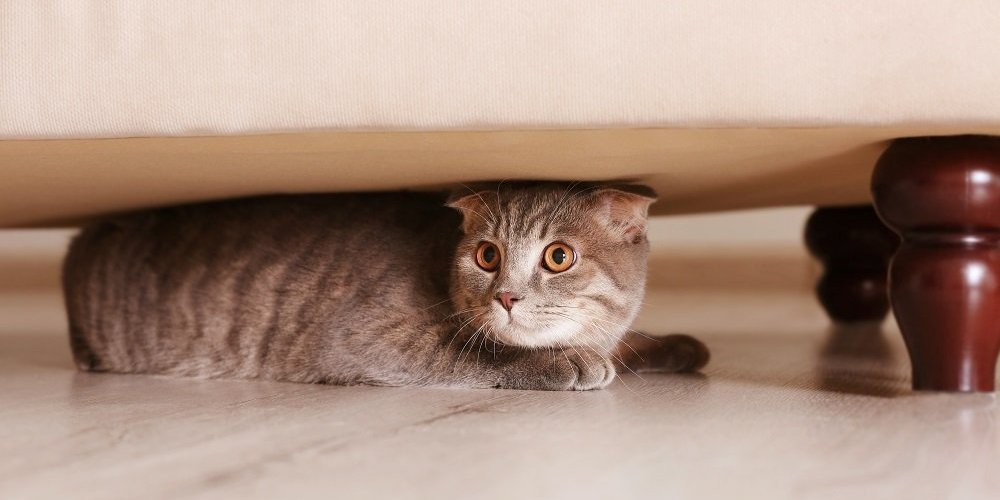 chat caché sous les meubles avec de grands yeux