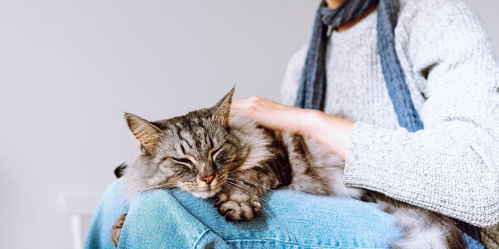 Un chat tigré tout doux dort sur les genoux d'une jeune fille