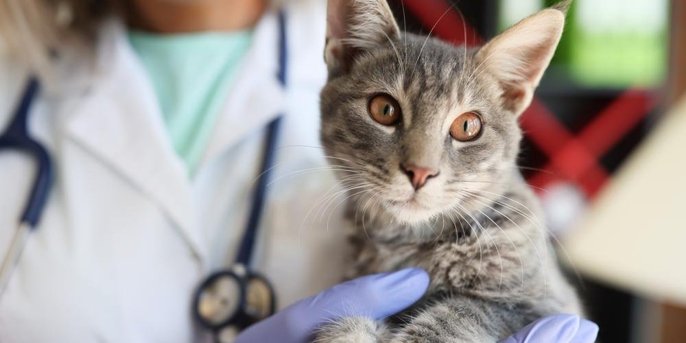 Vétérinaire en blouse de laboratoire et stéthoscope tenant un chat tigré gris au premier plan.