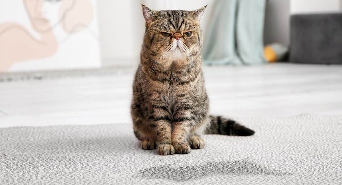 Chat âgé à l'air grincheux près d'une flaque d'urine sur le tapis.