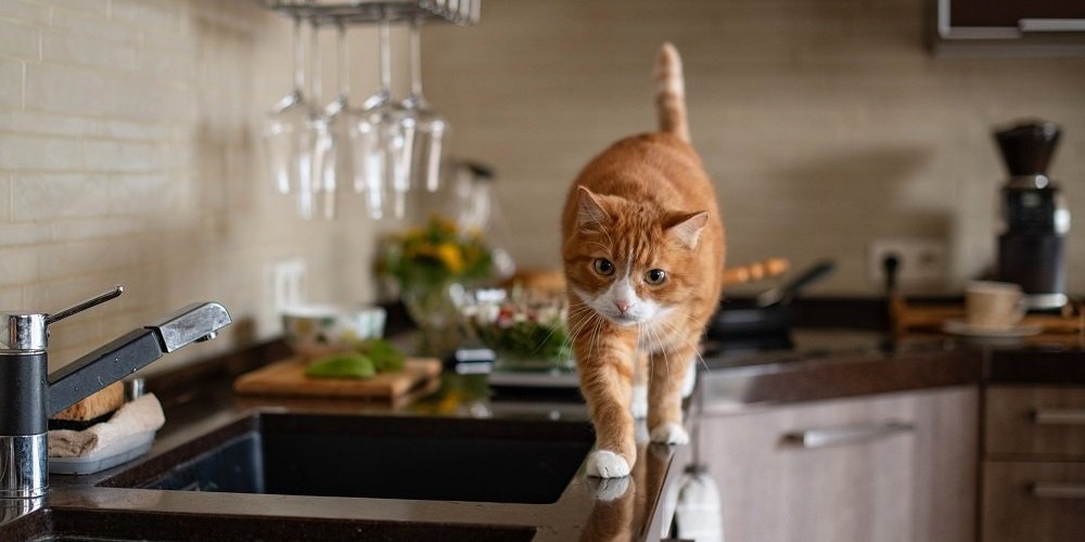 Un chat orange marche le long du bord d'un comptoir de cuisine.