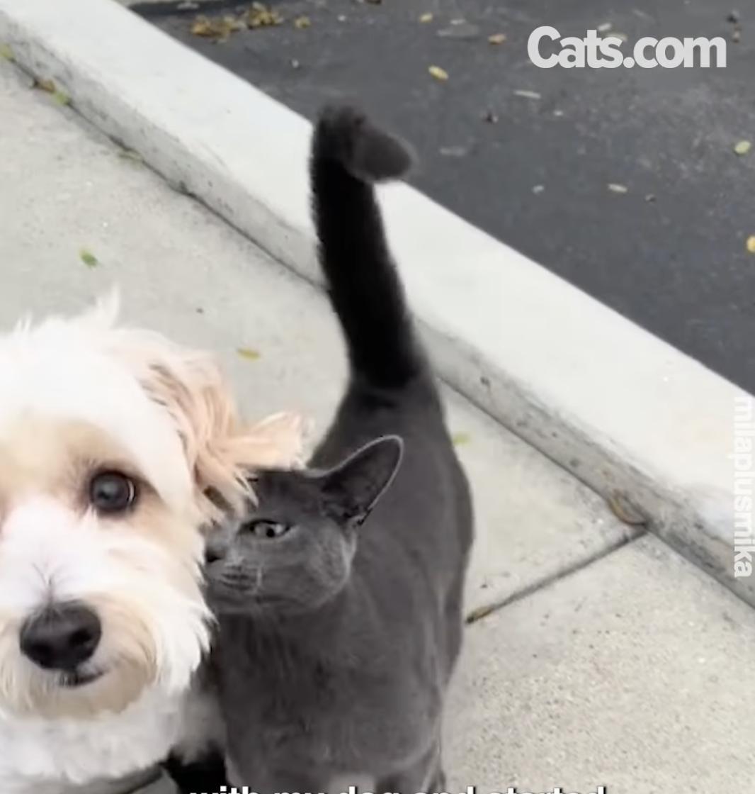 Mika, le chat errant, se blottit contre Mila, qui est en promenade.