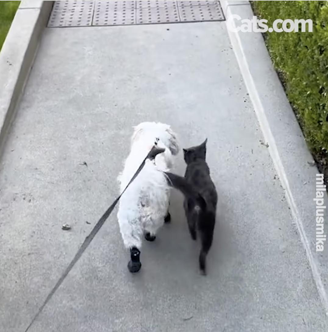 Mila et Mika lors de leur promenade quotidienne