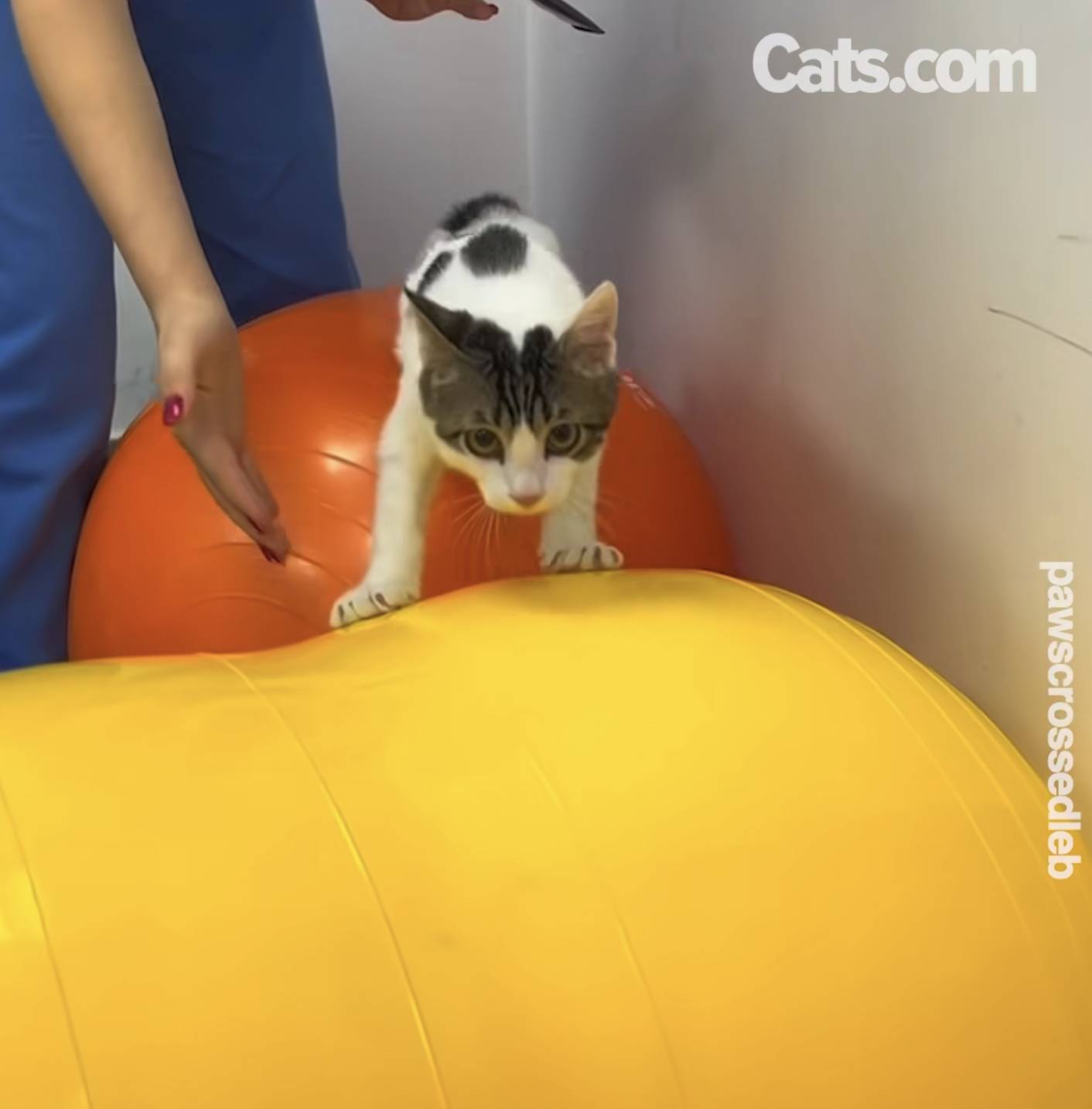 Milo apprend à s'équilibrer sur des ballons médicinaux.