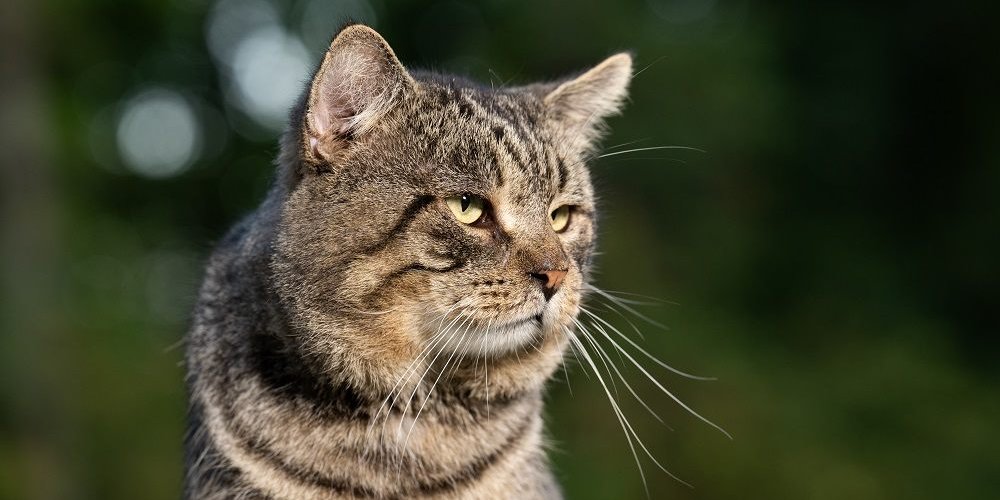 Vieux chat tigré mâle dehors dans une cour en été