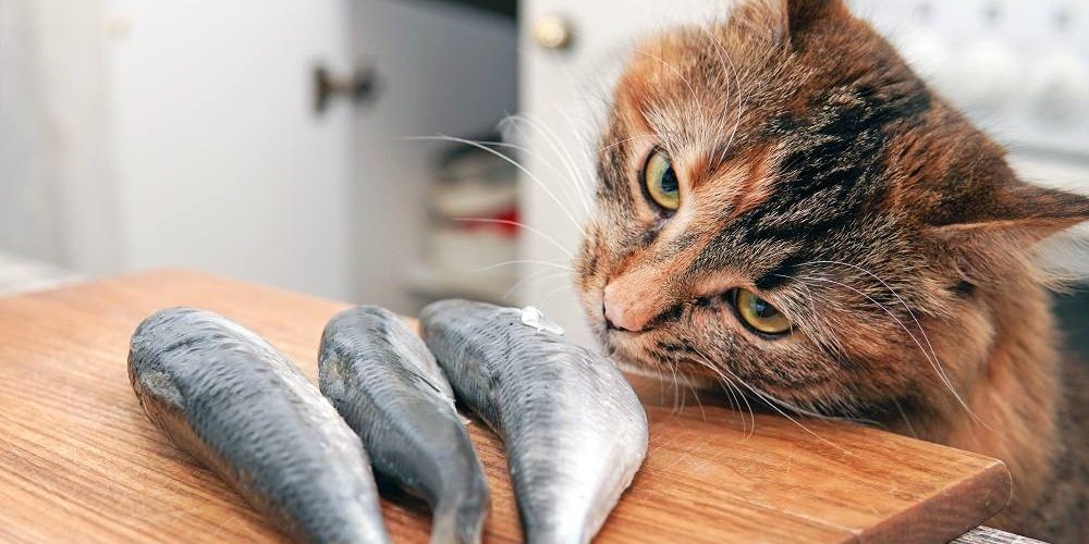 Un chat torbie à poils longs sent trois petits poissons sur une planche à découper.