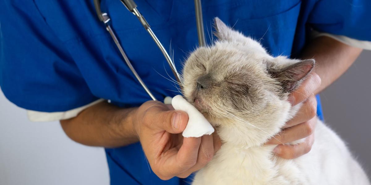 Vétérinaire essuyant le nez du chat avec un coton