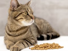 tabby cat lies beside a pile of dry kibble