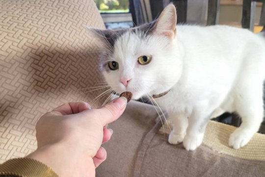 Combien de friandises par jour pouvez-vous donner à un chat ?