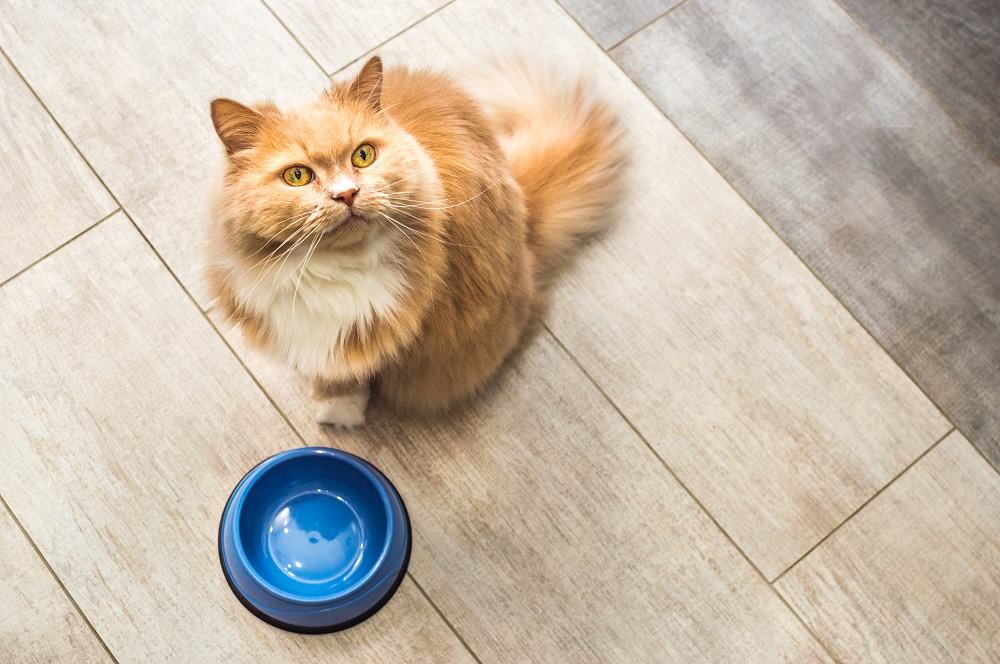 un chat roux tout doux est assis en attendant près d'un bol de nourriture vide