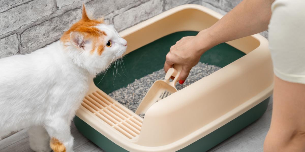 homme nettoyant la litière du chat avec une pelle à poussière