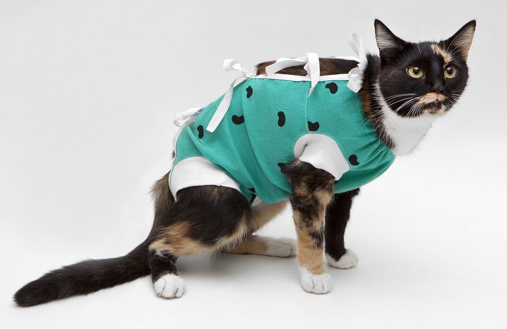 Un chat calico après une intervention chirurgicale portant une tenue verte de type grenouillère pour couvrir une incision.