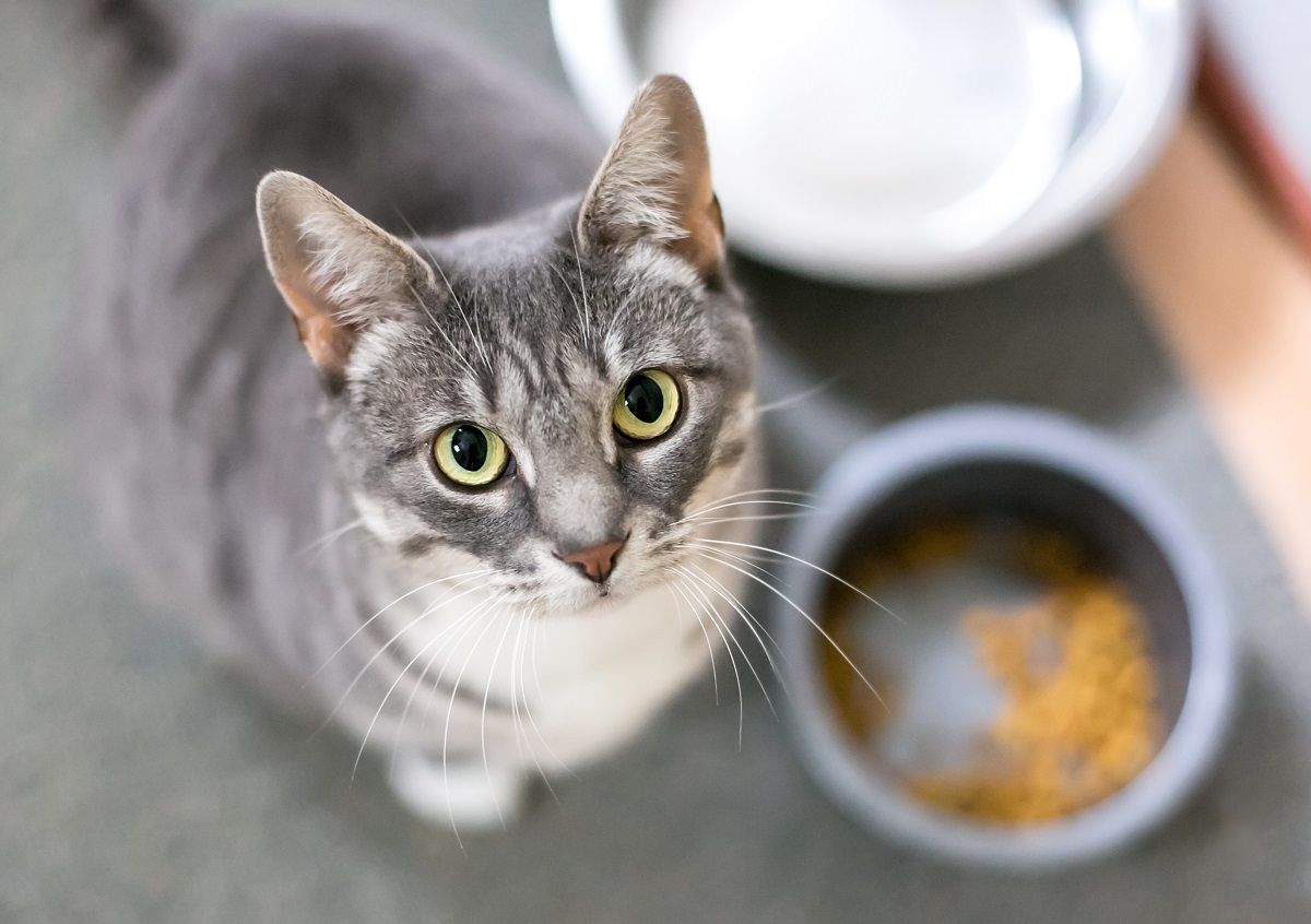 Un chat tigré gris à poil court assis à côté de son bol de nourriture et regardant la caméra