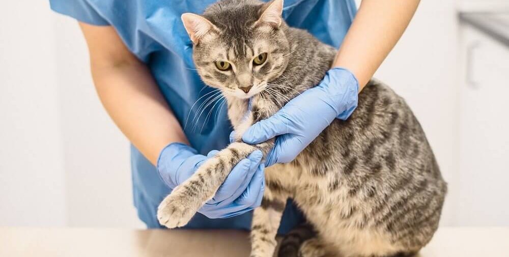 Un vétérinaire en blouse bleue et gants bleus tenant la patte gauche d'un chat tendue pour l'examiner