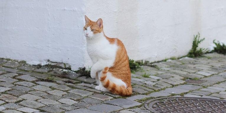 Un chat blanc et orange sur une rue pavée tenant sa patte gauche