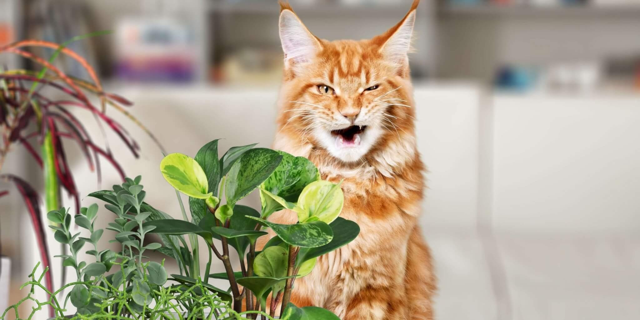 Chat orange qui semble mécontent de son régime à base de plantes.