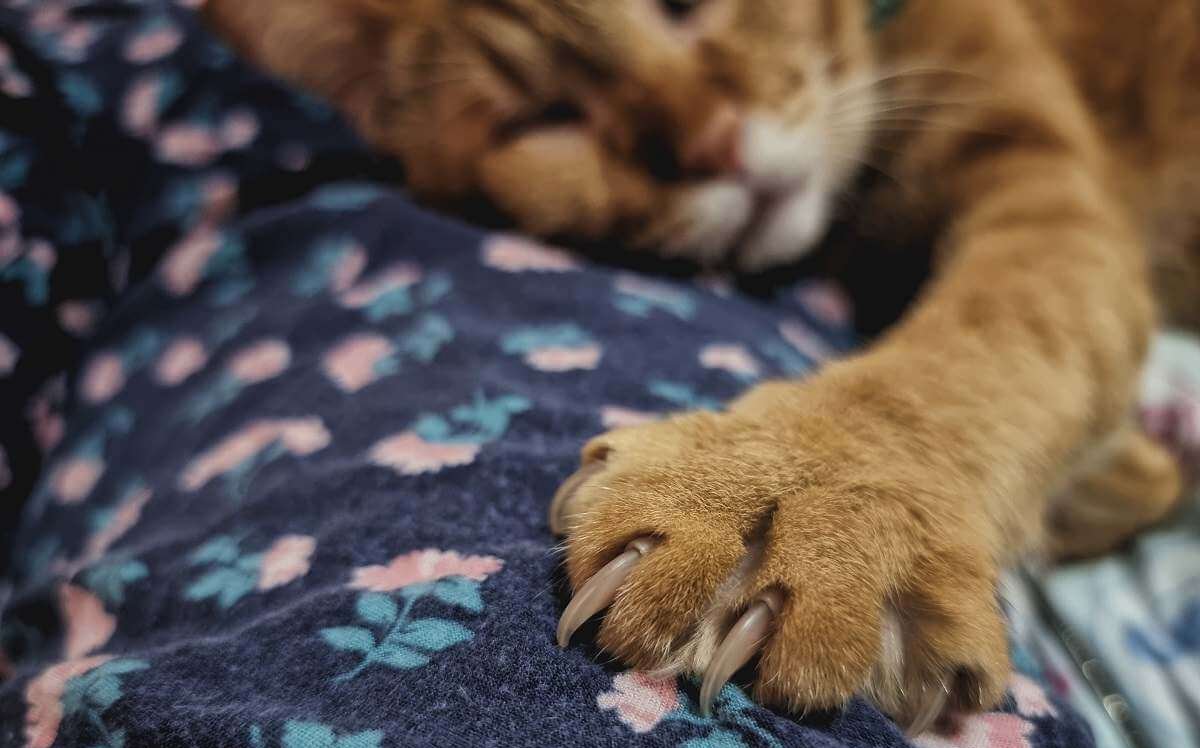 Un chat orange endormi sur une couverture avec le pied gauche étendu et une vue rapprochée de la patte.