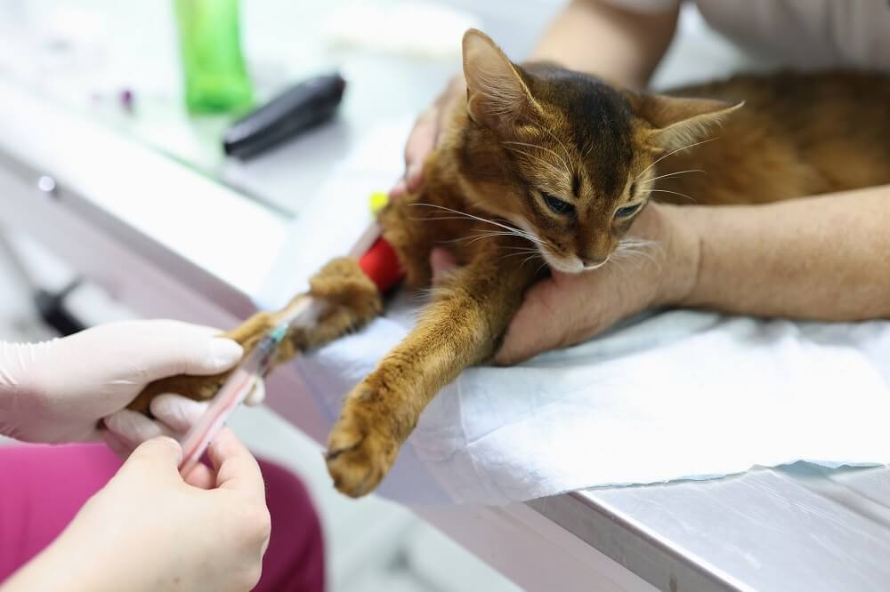 Un chat dont on prélève un échantillon de sang sur la patte avant